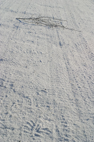 Kvist på vägen