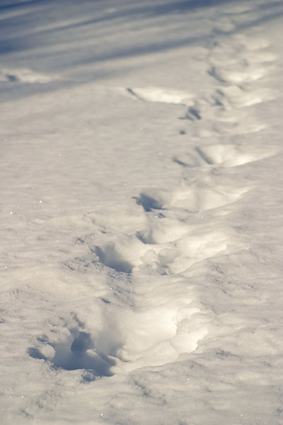 Spår i snön