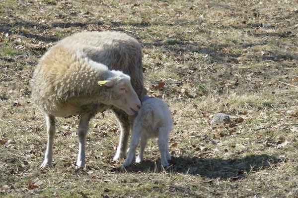 Får och lamm