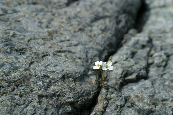 Blomma i klippskreva