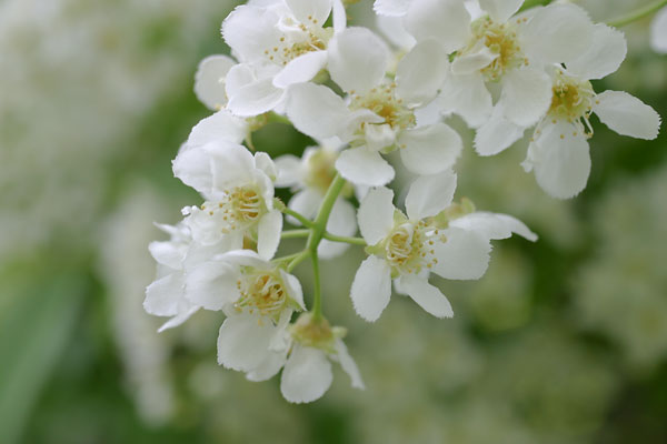 Häggblommor