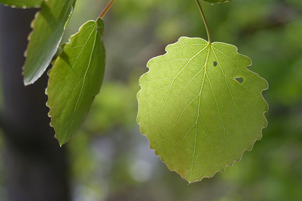 Asplöv