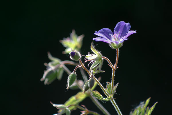 Midsommarblomster