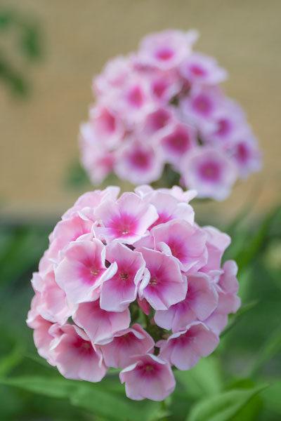 Flox