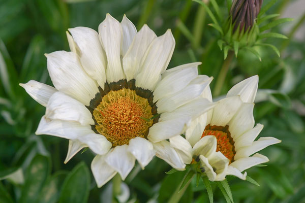 Påfågelsblomster