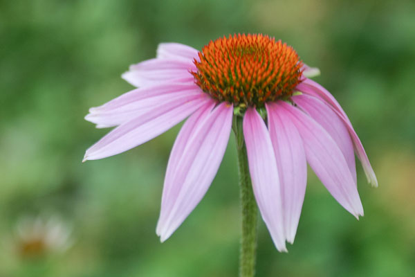 Röd rudbeckia