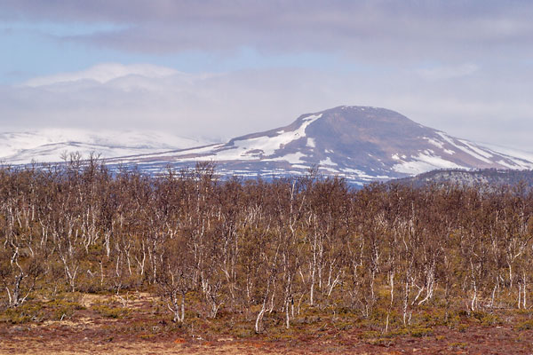 Fjälltopp