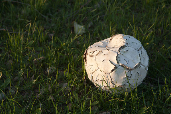 Fotboll