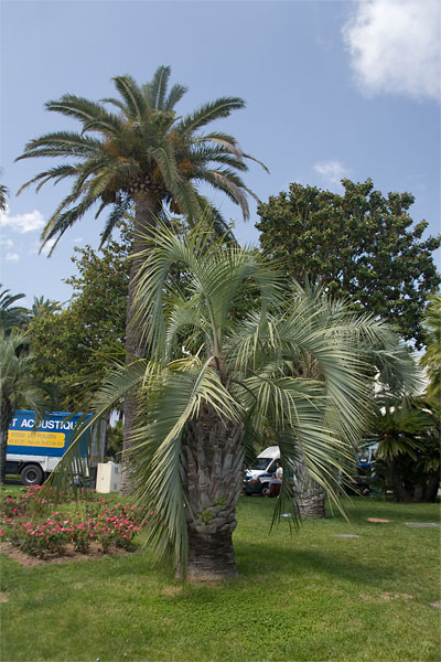 Palm