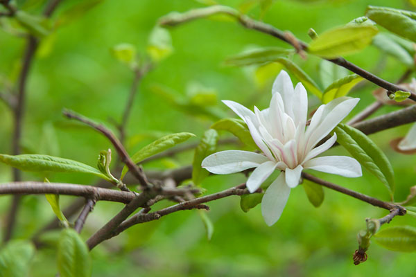 Magnolia