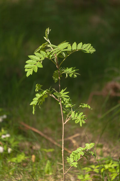 Rönnplanta