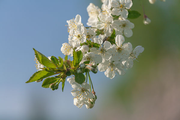 Äppelblommor