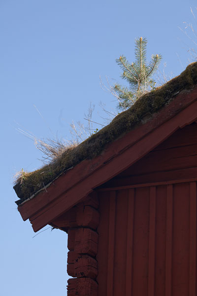 Tallplanta på taket