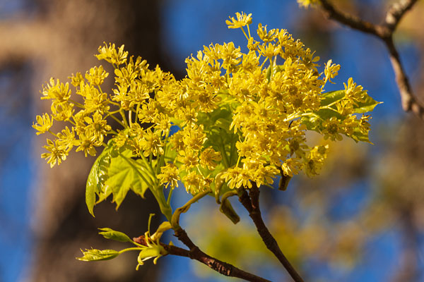 Lönnblommor