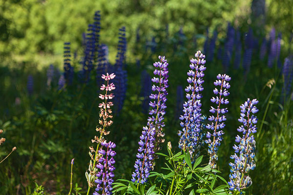 Blomsterlupin