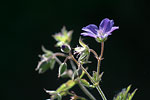 Midsommarblomster