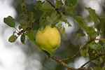 Äpple