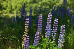 Blomsterlupin